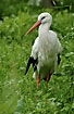 White Stork (captive bird)
