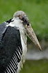 Photo ofMarabou Stork (Leptoptilos crumeniferus). Photographer: 