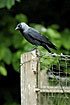 Photo ofEurasian Jackdaw (Corvus monedula). Photographer: 