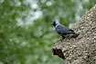 Jackdaw on roof