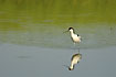 Avocet making tracs in the calm water