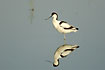 Pied Avocet and mirror image in the calm water