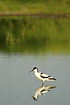 Pied Avocet and mirror image in the calm water