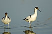 Young Avocets in the low water