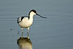 Pied Avocet with the special upcurved bill