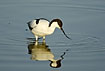 Pied Avocet with the special upcurved bill