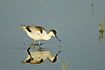 Avocet young fouraging