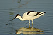 Pied Avocet fouraging with the special upcurved bill