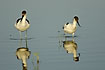 Young avocets is mirrored in the calm water
