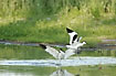 Pied Avocets in territorial fight