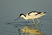 Pied Avocet fouraging with the special upcurved bill