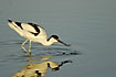 Photo ofPied Avocet (Recurvirostra avosetta). Photographer: 
