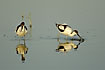 Young Avocets in the calm water