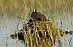 Common Coot with young on nest