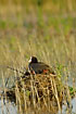 Common Coot with young on nest