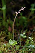 Lesser Twayblade in old pine forest