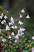 Photo ofTwinflower (Linnaea borealis). Photographer: 