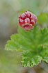 A red cloudberry