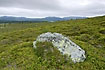 Rock among bushes in the norwegian mountains