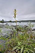 Foto af Kongescepter (Pedicularis sceptrum-carolinum). Fotograf: 