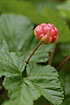 Photo ofCloudberry (Rubus chamaemorus). Photographer: 
