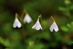 The fragile Twinflower