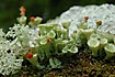 A lichen (Cladonia sp.) fruiting