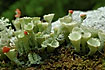 A lichen (Cladonia sp.) fruiting