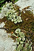 A lichen (Cladonia sp.) fruiting on rock