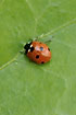 A red ladybird on a green leaf