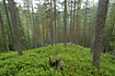 The green forestfloor i a norwegian pineforest