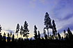 Pine trees against the evening sky at midnight in midnorway