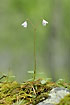 The fragile Twinflower