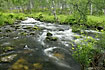 Norwegian river in the birch forest