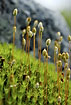 "Flowering" mosses with spore houses

