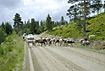 Caribous blocking the road while being photographed