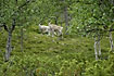 Caribous in the birch forest