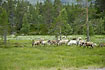 Caribous wandering throug the marshy area in the pine forest