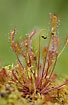 The insect eating Great Sundew
