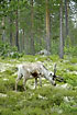 Caribou eating Cladonia sp. lichens in the pine forest