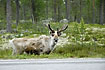 Eyecontact with eating caribou at roadside