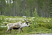 Caribou at roadside in pine forest