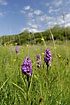 Orchids in the meadow