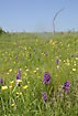 Orchids and buttercups in the meadow