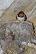 Barn Swallow in open nest in barn