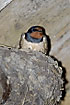 Barn Swallow in open nest in barn
