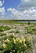 A large group of Toadflax on the beach meadow