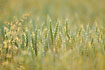 Foto af Almindelig Hvede (Triticum aestivum). Fotograf: 