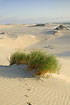 Photo ofEuropean Beachgrass (Ammophila arenaria). Photographer: 