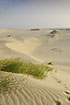 Foto af Sand-Hjlme (Ammophila arenaria). Fotograf: 